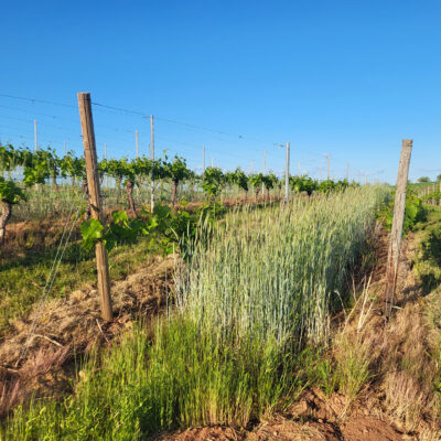 Zeilenbegrünung mit Getreide im Weinberg bei Weinsheim