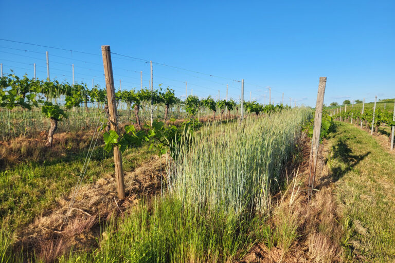 Zeilenbegrünung mit Getreide im Weinberg bei Weinsheim