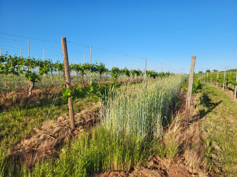 Zeilenbegrünung mit Getreide im Weinberg bei Weinsheim