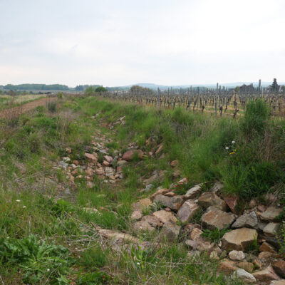 Renaturierter Graben mit aufgeweiteter Rinne und Strukturen bei Geisenheim (© Kellner 2025)