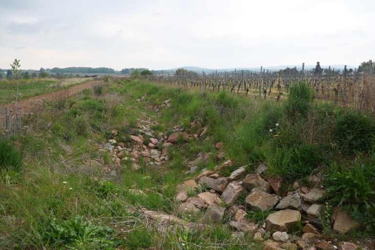 Renaturierter Graben mit aufgeweiteter Rinne und Strukturen bei Geisenheim (© Kellner 2025)