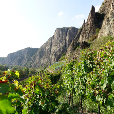 Foto der Weinberge am Fuße des Rotenfels an der Nahe