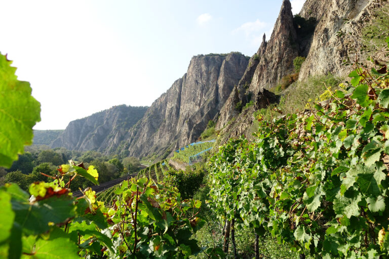 Foto der Weinberge am Fuße des Rotenfels an der Nahe