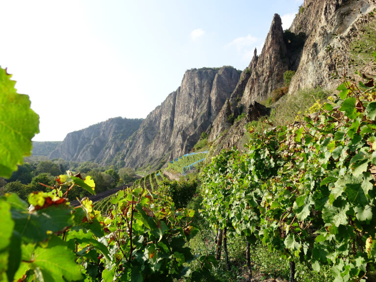 Foto der Weinberge am Fuße des Rotenfels an der Nahe