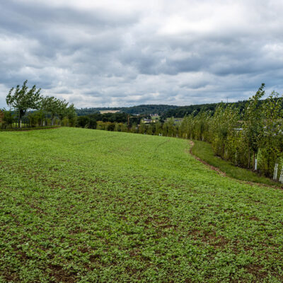 Foto des Agroforsts Gladbacherhof - mit einer Kombination von Gehölzstreifen im Ackerbau (silvoarabel)