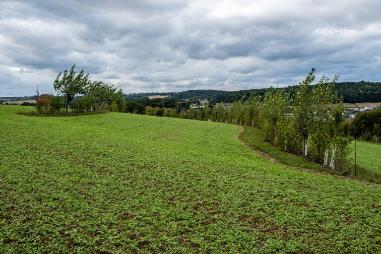 Foto des Agroforsts Gladbacherhof - mit einer Kombination von Gehölzstreifen im Ackerbau (silvoarabel)