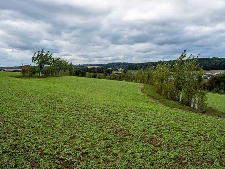 Foto des Agroforsts Gladbacherhof - mit einer Kombination von Gehölzstreifen im Ackerbau (silvoarabel)
