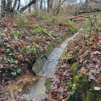 Foto einer Entwässerungsrinne im Wald