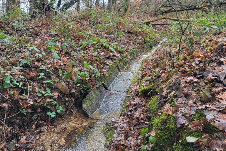 Foto einer Entwässerungsrinne im Wald