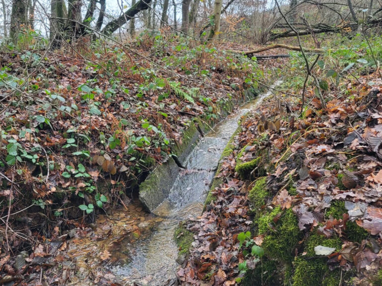 Foto einer Entwässerungsrinne im Wald