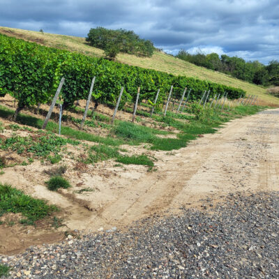 Das Foto zeigt Erosion im Weinberg. Der Oberboden wurde auf den Wirtschaftsweg geschwemmt.