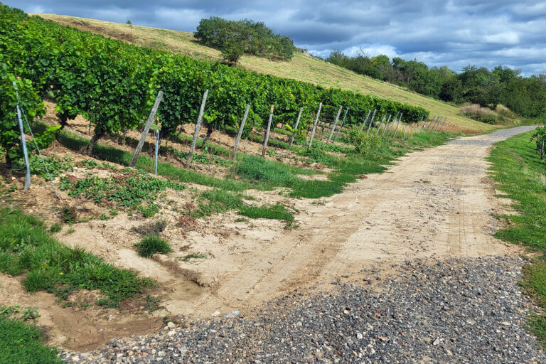 Das Foto zeigt Erosion im Weinberg. Der Oberboden wurde auf den Wirtschaftsweg geschwemmt.