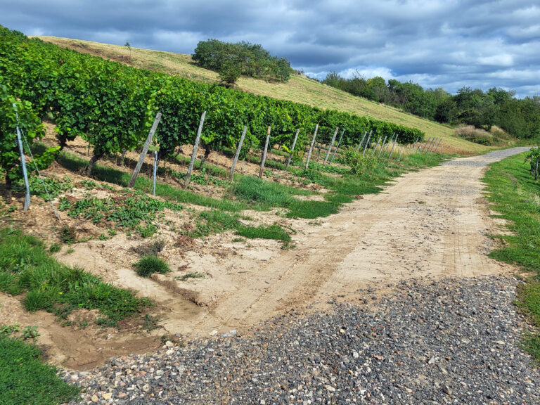 Das Foto zeigt Erosion im Weinberg. Der Oberboden wurde auf den Wirtschaftsweg geschwemmt.