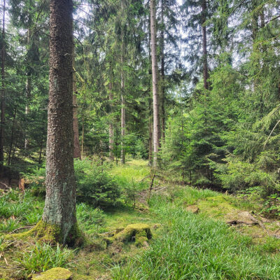 Foto mit Blick in den Soonwald