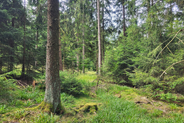 Foto mit Blick in den Soonwald