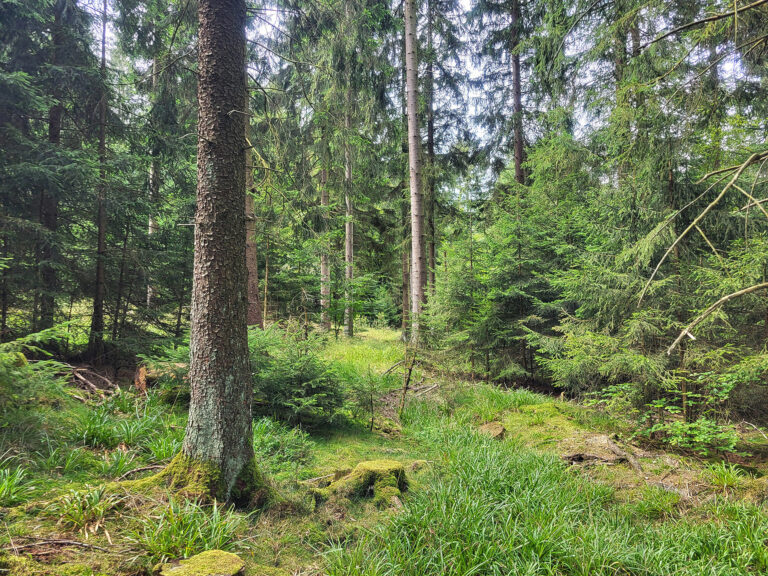 Foto mit Blick in den Soonwald