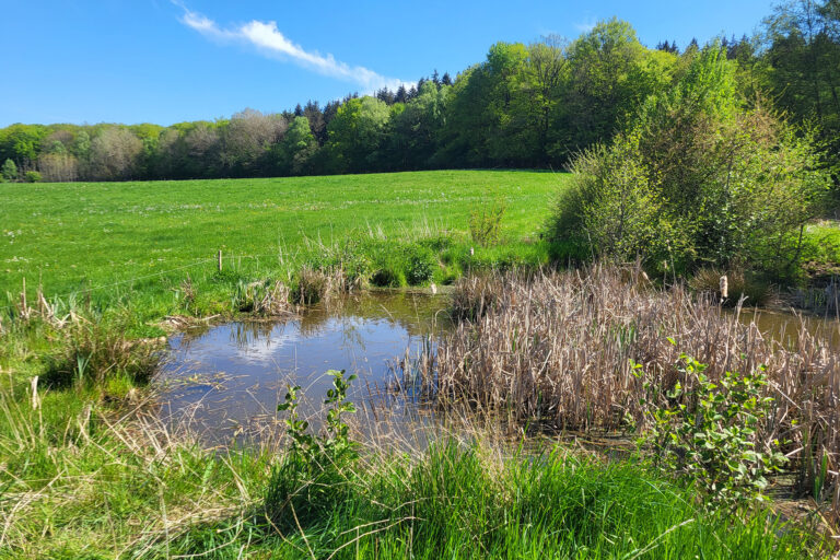 Foto eines Himmelsteichs im Offenland, umgeben von beweidetem Grünland