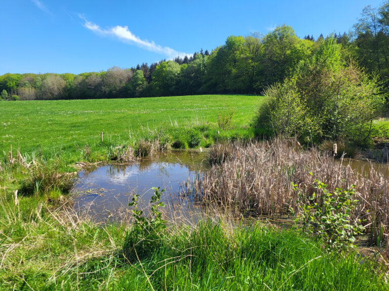 Foto eines Himmelsteichs im Offenland, umgeben von beweidetem Grünland