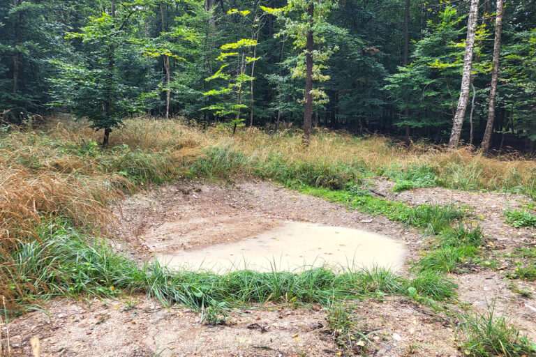 Ein Foto einer Retentionsmulde auf einer Waldlichtung