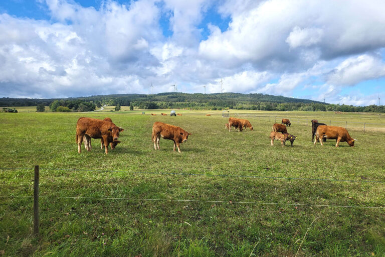 Foto einer Weide mit Rindern bei Dörrebach