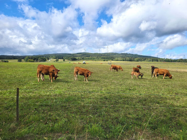 Foto einer Weide mit Rindern bei Dörrebach