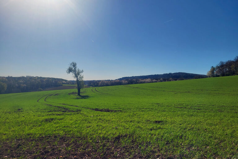 Das Foto zeigt einen quer zum Hang bewirtschafteten Acker bei Schloßböckelheim