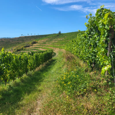 Das Foto zeigt einen querterrassierten Weinberg bei Wallhausen