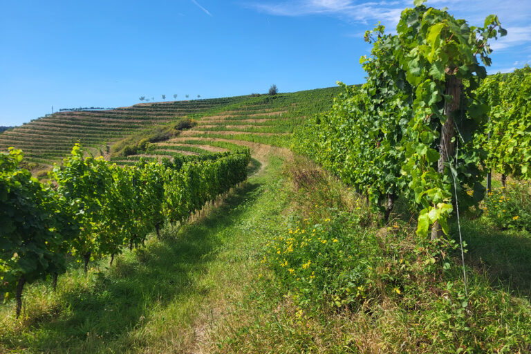 Das Foto zeigt einen querterrassierten Weinberg bei Wallhausen