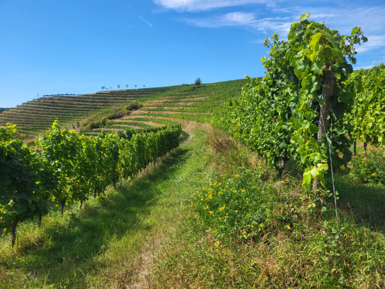 Das Foto zeigt einen querterrassierten Weinberg bei Wallhausen