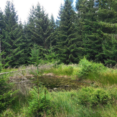 Das Foto zeigt eine Retentionsmulde im Soonwald.