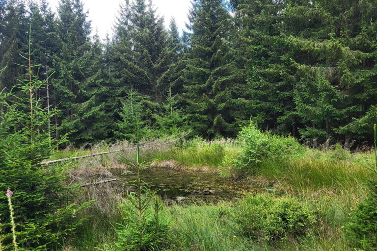 Das Foto zeigt eine Retentionsmulde im Soonwald.