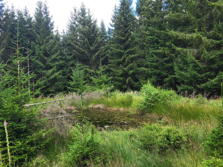Das Foto zeigt eine Retentionsmulde im Soonwald.
