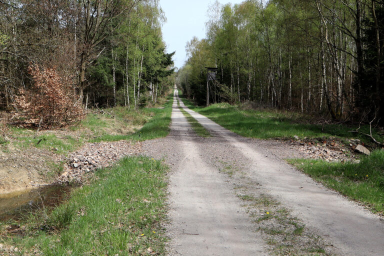 Das Foto zeigt ein Durchsickerungsbauwerk im Soonwald; das Wasser sickert langsam durch die Rigole auf die andere Wegseite.