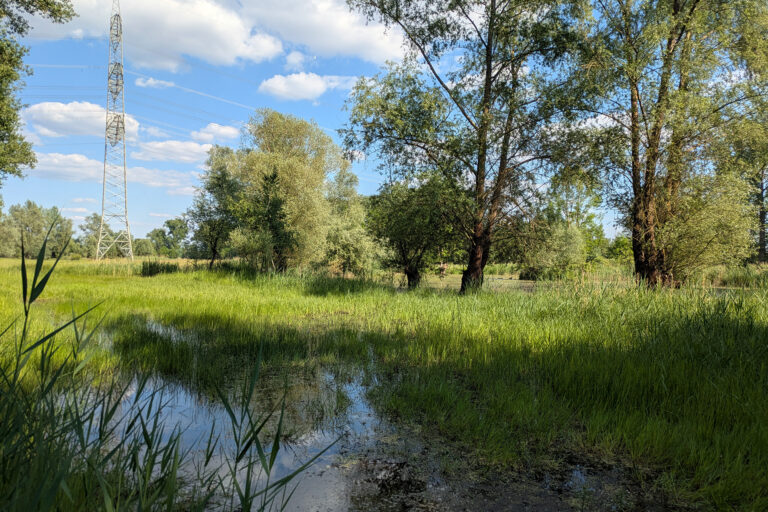 Foto von überflutetem Grünland mit Gehölzen