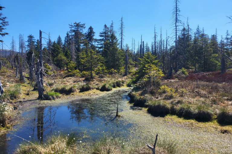 Foto eines Hochmoors im Nationalpark Harz, als Beispiel für eine flächige Wiedervernässung von Feuchtstandorten