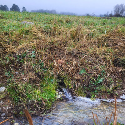 Auslauf einer Rohrdrainage unter Grünland; das Wasser sprudelt aus dem Rohr in einen offenen Graben