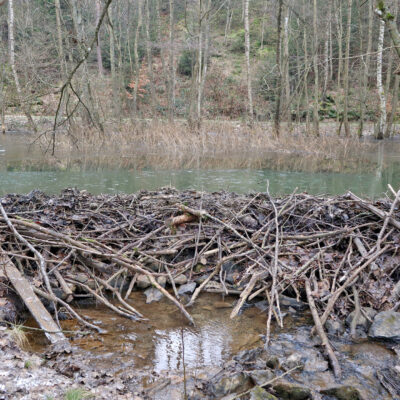 Foto eines Biberdamms, der einen Bachlauf anstaut (© Eckes 2026)