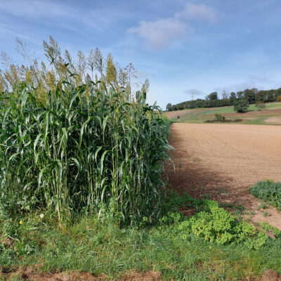 Foto eines Schutzstreifens mit Sudangras zwischen zwei Ackerflächen