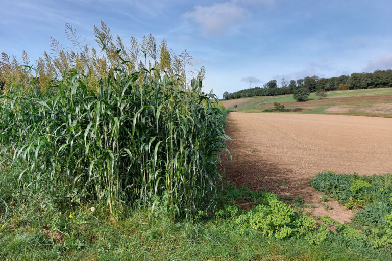 Foto eines Schutzstreifens mit Sudangras zwischen zwei Ackerflächen
