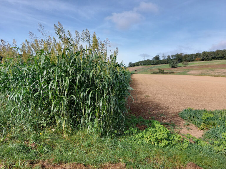 Foto eines Schutzstreifens mit Sudangras zwischen zwei Ackerflächen