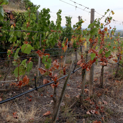 Foto von Weinreben mit stellenweise deutlichen Trockenschäden (braune Blätter)
