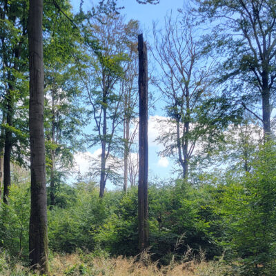 Auf dem im Soonwald aufgenommenen Foto sind Buchen mit Trockenschäden und Totholz zu sehen.