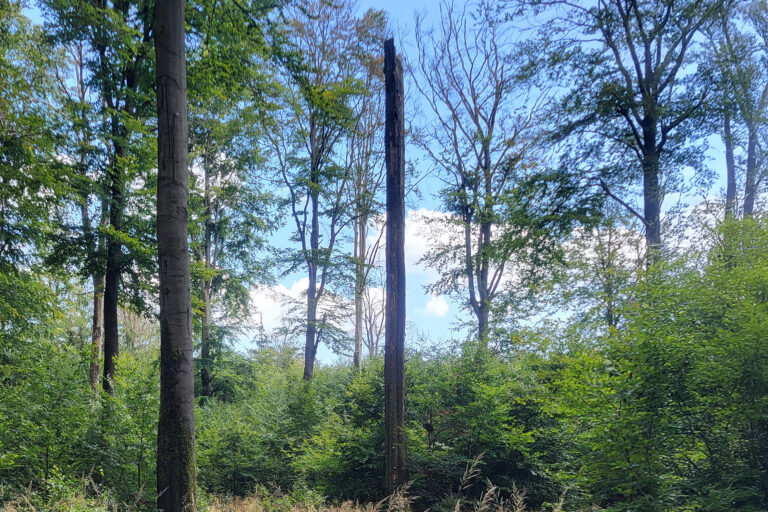 Auf dem im Soonwald aufgenommenen Foto sind Buchen mit Trockenschäden und Totholz zu sehen.