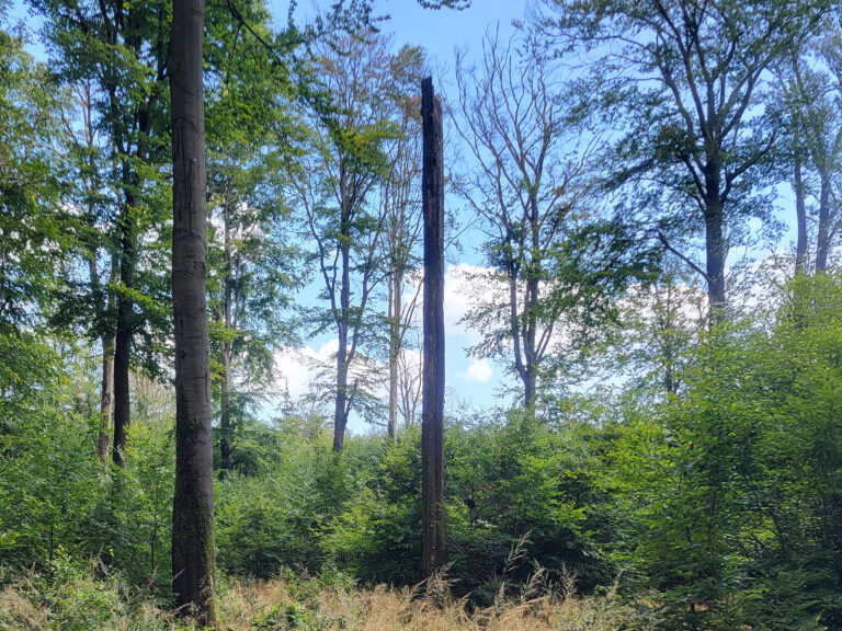 Auf dem im Soonwald aufgenommenen Foto sind Buchen mit Trockenschäden und Totholz zu sehen.