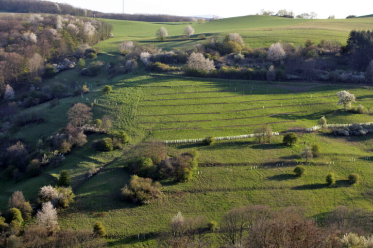 Blick auf eine agroforstlich genuzte Fläche mit Keyline-System