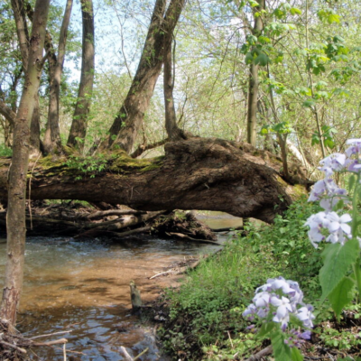 Impressionen des Gräfenbachs