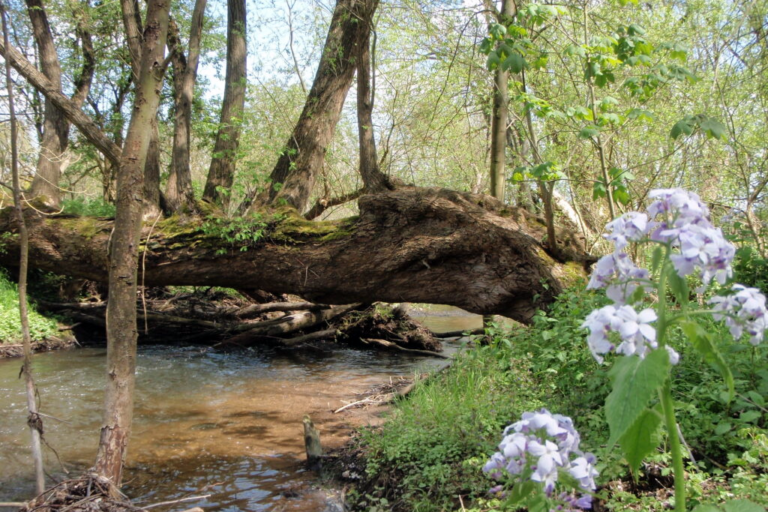Impressionen des Gräfenbachs