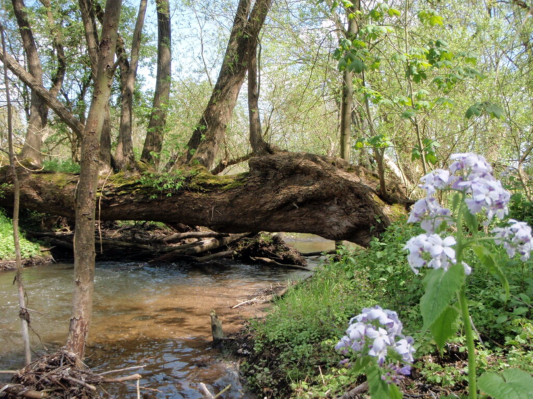 Impressionen des Gräfenbachs