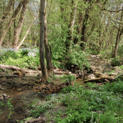 Foto der Flutmulde Gräfenbachs mit normalem Wasserstand