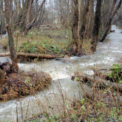 Foto der Flutmulde Gräfenbachs mit hohem Wasserstand